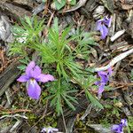 Viola pedata Habit