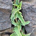 Tridax procumbens Folio