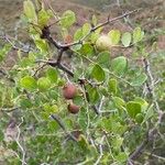 Ziziphus lotus Fruto