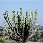 Euphorbia cooperi Hábitos