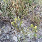 Stenaria nigricans Vivejo