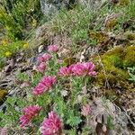 Anthyllis montana Цветок