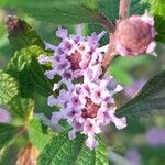 Lippia alba Fiore