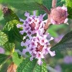 Lippia alba Blomst