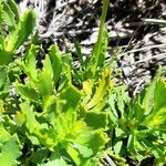 Grindelia chiloensis Leaf