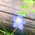 Wahlenbergia hederacea Flor