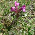 Pedicularis rostratocapitata ফুল