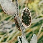 Fibigia clypeata Fruit