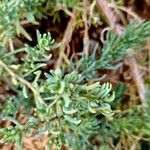 Suaeda maritima Likasa