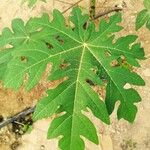 Carica papaya Leaf