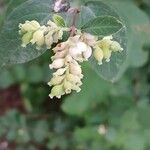 Symphoricarpos albusBlüte