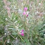 Vicia lathyroidesFlor