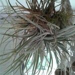 Tillandsia recurvata 叶