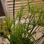 Cyperus papyrus Folha