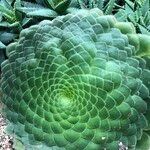 Aeonium tabulaeforme Хабит