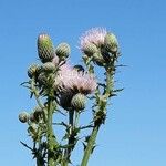 Cirsium nuttallii Blüte