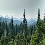 Abies lasiocarpa Foglia