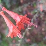 Epilobium canumFlor