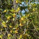 Ernodea littoralis Hábito