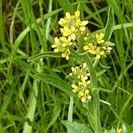 Sisymbrium officinale Flower