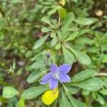 Campanulastrum americanum Fleur