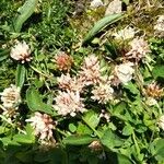 Trifolium thalii ফুল