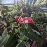 Anthurium scherzerianum Kvet
