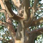 Arbutus andrachne बार्क (छाल)