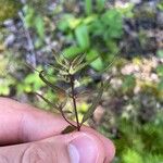 Melampyrum lineare Blüte