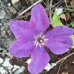 Clematis viticellaFlower