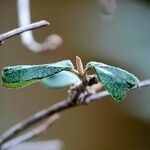Codia albifrons Leaf