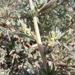 Bassia hyssopifolia 树皮