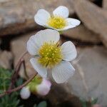 Ranunculus glacialis Blüte