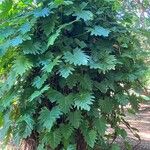 Philodendron lacerum ശീലം