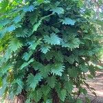 Philodendron lacerum Blad