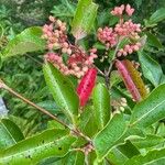 Viburnum nudum Owoc