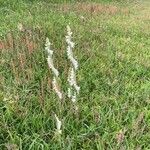 Spiranthes vernalis Flower