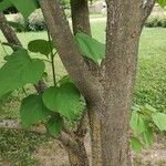 Catalpa fargesii പുറംതൊലി