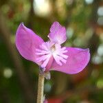 Polygala vulgaris Fleur