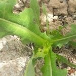 Lactuca serriola Blatt