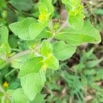 Acanthospermum hispidum Leaf