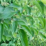 Cornus amomumLeaf