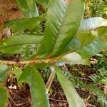 Erythroxylum laurifolium Leaf