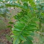 Spondias purpurea Leaf