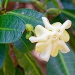 Voacanga thouarsii Blüte