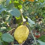 Citrus medica Fruit