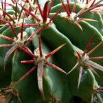 Ferocactus emoryi Leaf