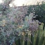 Artemisia thuscula Fruit