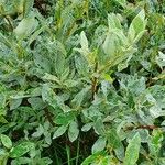 Salix lapponum অভ্যাস