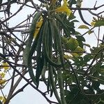 Handroanthus chrysotrichus Fruit